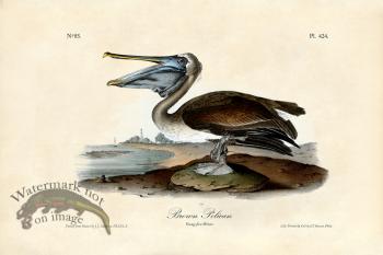 Brown Pelican Young